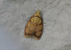 Yellow Rose Button (Acleris bergmanniana)