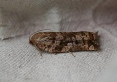 Pine Tortrix (Archips oporana)