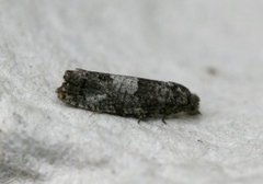 Lerkeknoppvikler (Spilonota laricana)