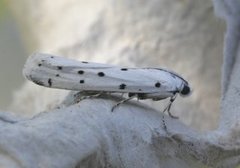 Thistle Ermine (Myelois circumvoluta)