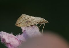 Garden Pebble (Evergestis forficalis)