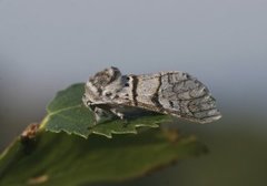 Poplar Kitten (Furcula bifida)