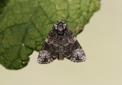 The Coronet (Craniophora ligustri)