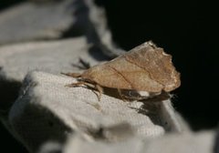 Scalloped Hook-tip (Falcaria lacertinaria)