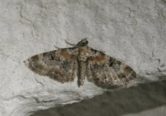 Revebjelledvergmåler (Eupithecia pulchellata)