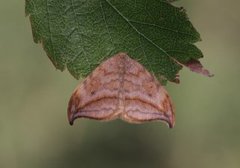 Oresigdvinge (Drepana curvatula)