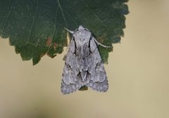 Grey Dagger (Acronicta psi)