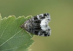Hvitkantglansfly (Deltote pygarga)