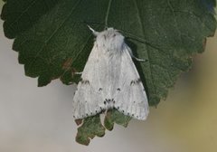 Hvitt kveldfly (Acronicta leporina)