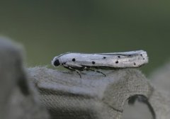 Thistle Ermine (Myelois circumvoluta)