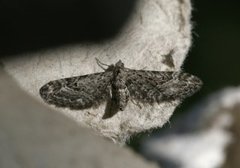 Lyngdvergmåler (Eupithecia nanata)