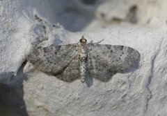 Bilberry Pug (Pasiphila debiliata)