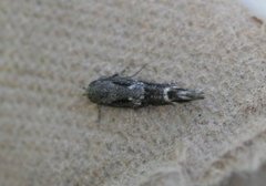 Kentish Cosmet (Mompha sturnipennella)