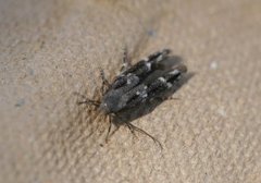 Kentish Cosmet (Mompha sturnipennella)