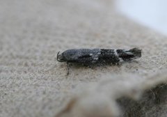 Kentish Cosmet (Mompha sturnipennella)