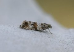 Thyme Marble (Celypha cespitana)