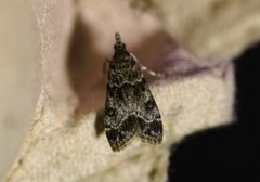 Small Grey (Eudonia mercurella)