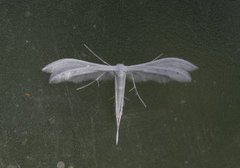 Sølvfjærmøll (Pterophorus pentadactyla)