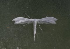 White Plume (Pterophorus pentadactyla)