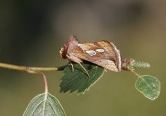 Langstreket metallfly (Plusia festucae)