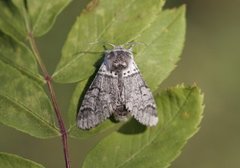 Sallow Kitten (Furcula furcula)