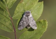 Liten gaffelstjert (Furcula furcula)