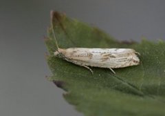 Dotted Shade (Eana osseana)
