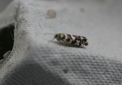 Common Spruce Bell (Epinotia tedella)