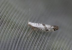 Argyresthia curvella