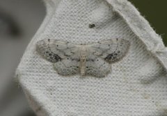 Flekkengmåler (Idaea dimidiata)