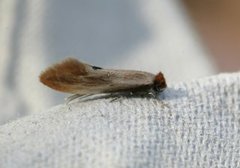 Rødgul reirmøll (Tinea semifulvella)