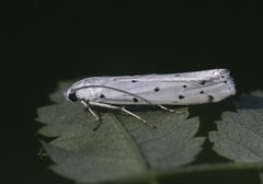 Thistle Ermine (Myelois circumvoluta)