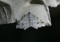 Peacock Moth (Macaria notata)
