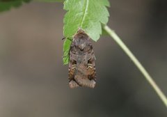 Rødfrynset teglfly (Diarsia brunnea)