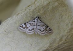 Beautiful China-mark (Nymphula nitidulata)