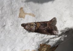 Liten eikesmalmott (Acrobasis consociella)