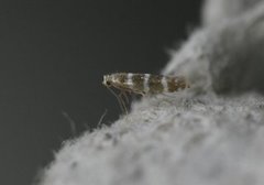 Argyresthia trifasciata