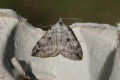 Treble-bar (Aplocera plagiata)