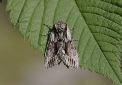 The Saxon (Hyppa rectilinea)