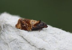 Barlindvikler (Ditula angustiorana)