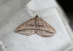 Oblique Carpet (Orthonama vittata)