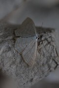 Bueengmåler (Idaea straminata)