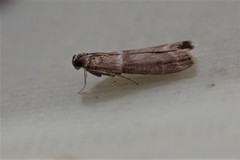 Oresmalmott (Cryptoblabes bistriga)