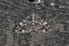 Satin Beauty (Deileptenia ribeata)