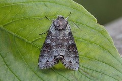 Buehakefly (Polia hepatica)