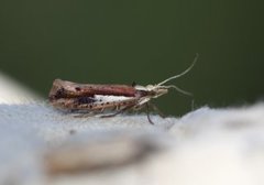 White-shouldered Smudge (Ypsolopha parenthesella)