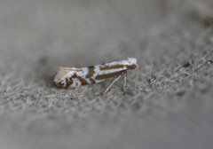 Downland Argent (Argyresthia abdominalis)