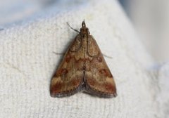 Grobladengmott (Pyrausta despicata)