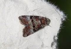 Rødlig strandengfly (Litoligia literosa)