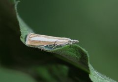 Pearl-band Grass Veneer (Catoptria margaritella)